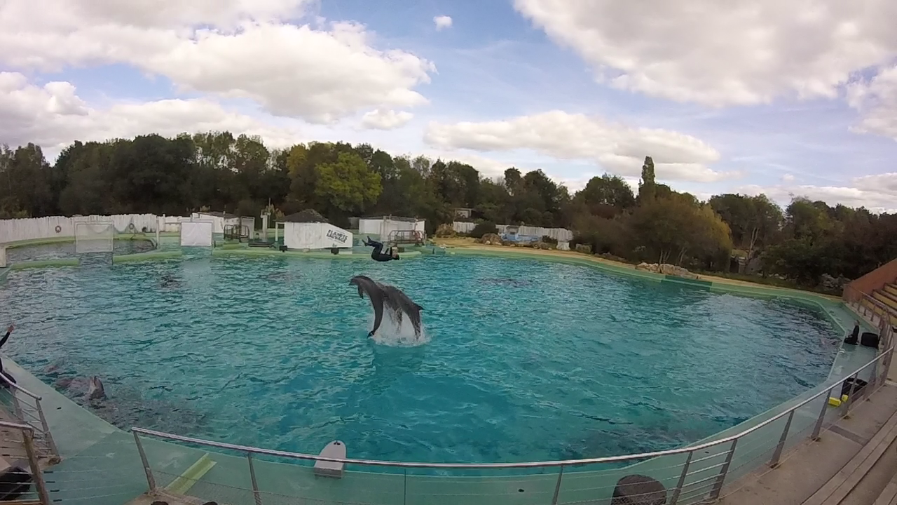 planète sauvage :les dauphins avec les dresseurs